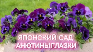 Японский сад Краснодара весной. Анютины глазки✅