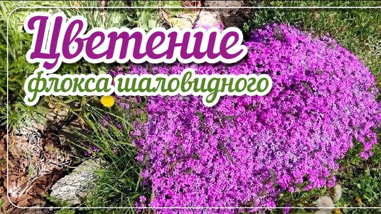 Цветение флокса шаловидного