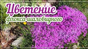 Цветение флокса шаловидного