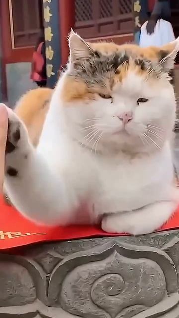 Китайский котэ.

Доброе утро, страна