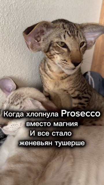 Они такие классные ♥️