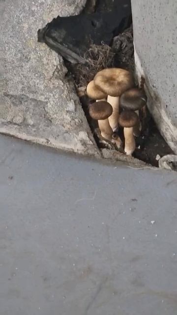 When_you_say,_I_wish_I_had_some_mushrooms_I_would_eat_them_today