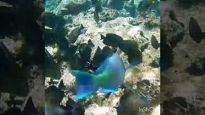 His Excellency, the king of parrot fish in all its beauty and majesty!
