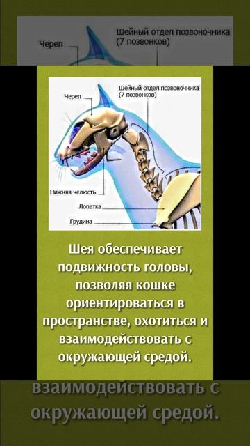 Школа юных ветеринаров