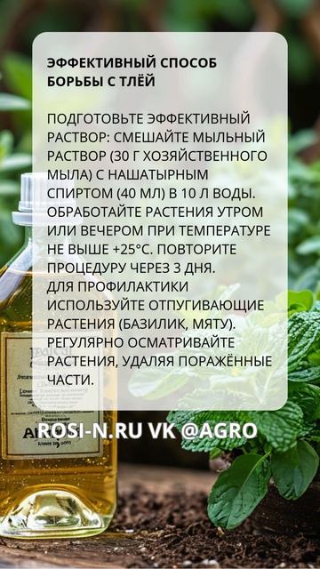 Очень эффективный способ борьбы с тлёй
