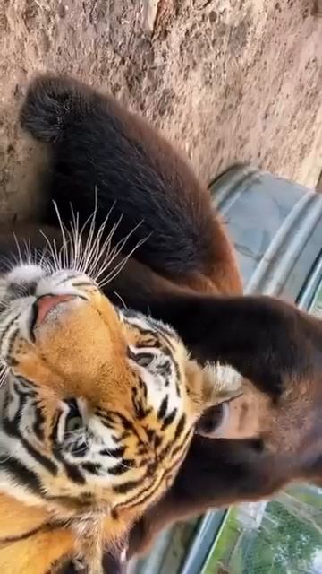 Video-196660822_456246812