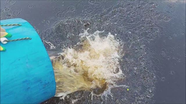 Зарыбление осетром нижнего водоёма 100 кг. Клёвое место, Лосиный остров.