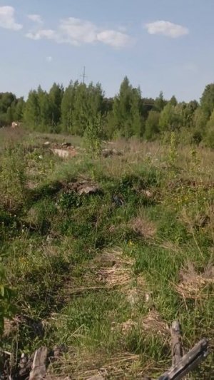 с другом залезли за гаражи#shorts