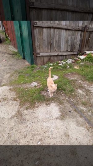 ккоотт