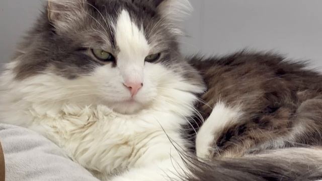 кот