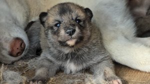 Щенки встают на лапы