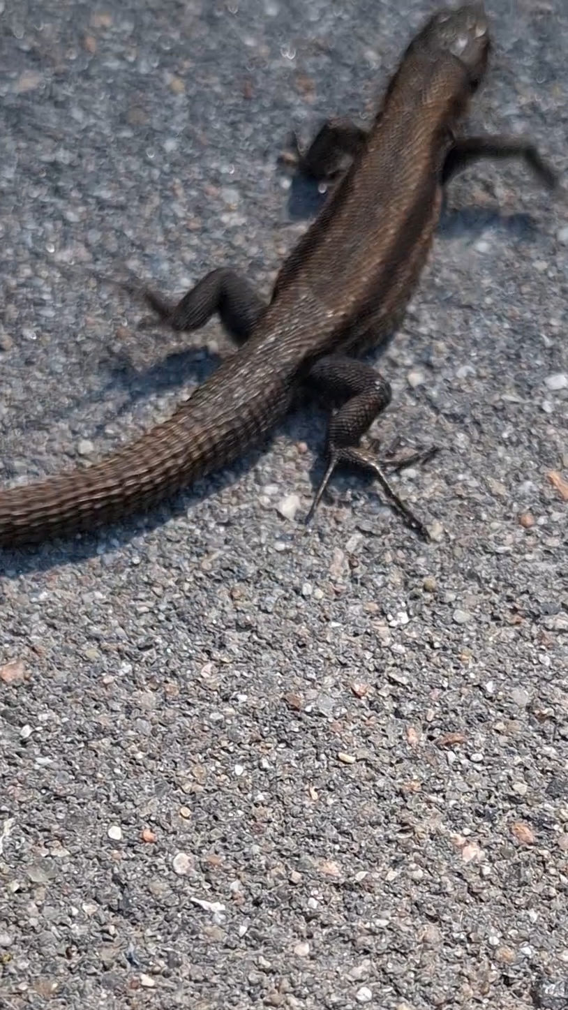 Очаровательная ящерица на солнце🦎Лучик тепла: ящерица наслаждается солнечными объятиями🌞#май