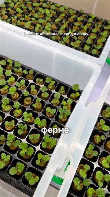 Клубника из семян