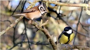 💞Когда тебя не слышат 💞🦅«НЕ КРИЧИ» 💓- Весна  🦅 /Мир Природы. Natural World/