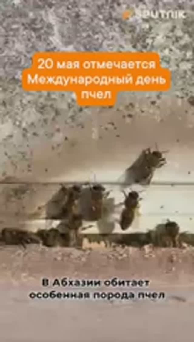 В Абхазии обитают особенные пчёлы — абхазянки