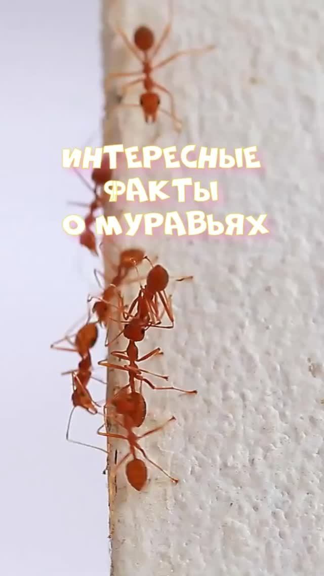 Интересные факты о муравьях ...