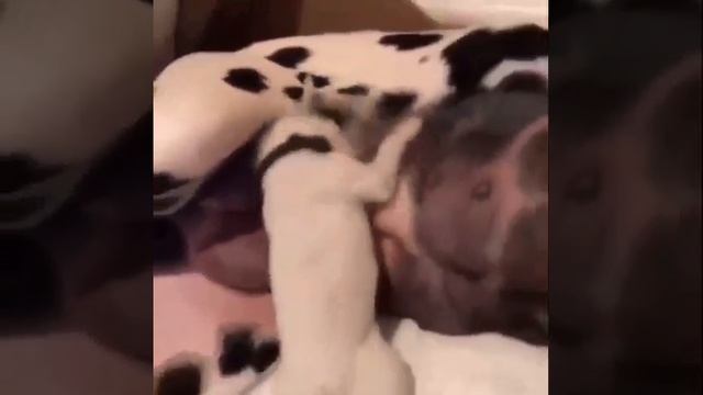 Любитель коктейля 😆))