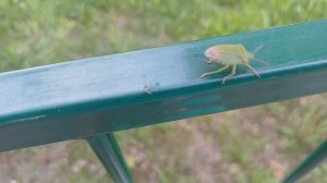 Скоростной клоп.