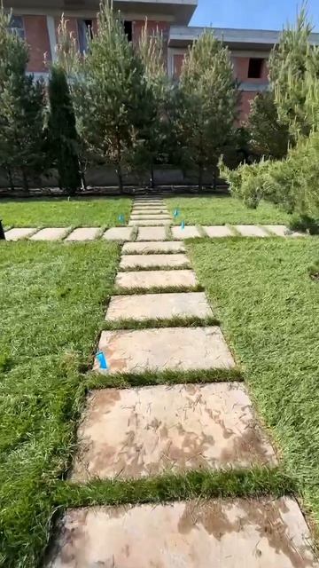 Шикарный газон Элитный .