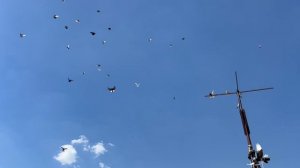 18.05.2026г Гоняем Голубей Регулярно!!!