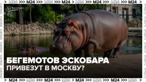 Московский зоопарк возглавил кампанию по спасению бегемотов в Колумбии - Москва 24
