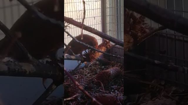 Содержание клестов