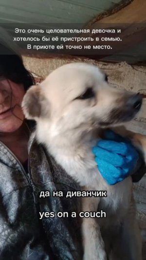 СОБАКА ЦЕЛОВАКА