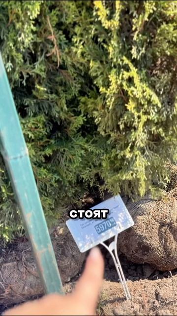 Вот почему ЭТИ туи сейчас все скупают  👀🌲