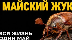 Майский Жук: 4 Года под Землёй ради трёх недель Жизни