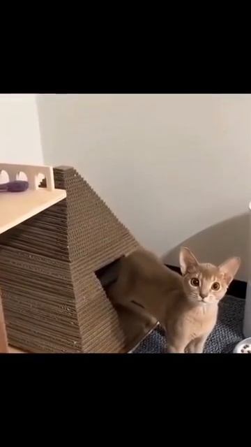 Клип @meowtaverse