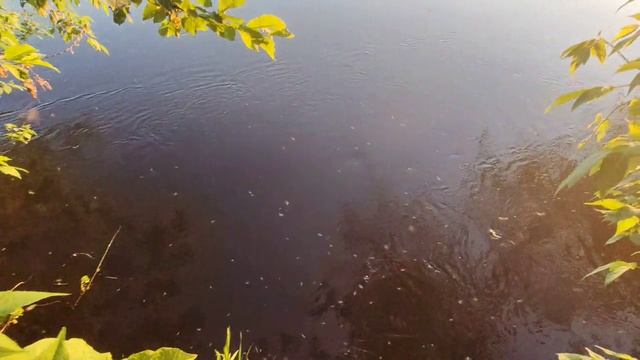 Комаров не море, а океан - целые тучи!