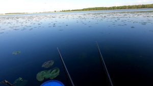 Домашняя рыбалка на лесном озере.
