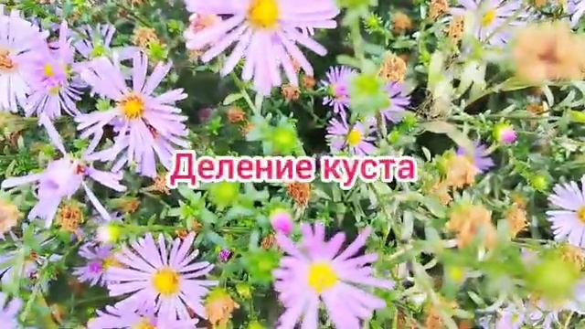 Никто не знает: почему астра новобельгийская не цветёт пышно