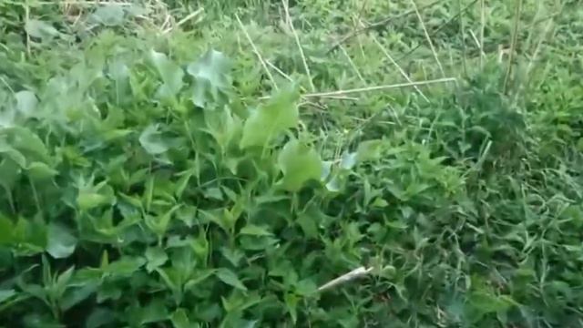 Марина Краюшкина. Экскурсия по нашему огороду 🪏