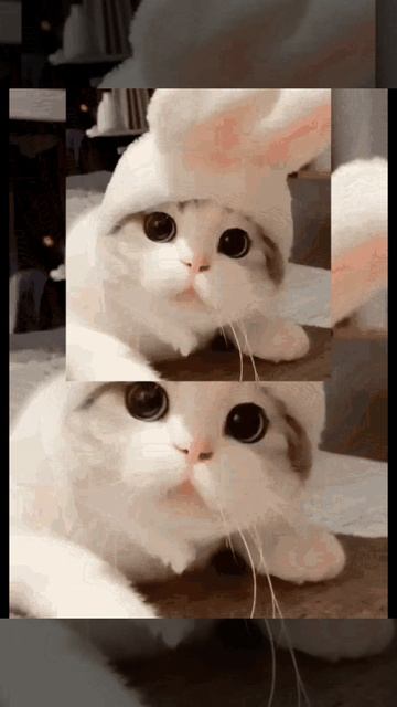 КоТы эдит