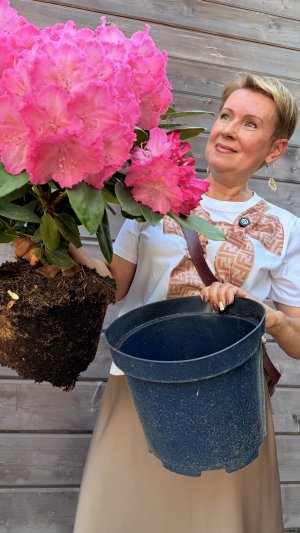 РОДОДЕНДРОН - малоуходный красавец вашего сада  Как выбрать  Как посадить  Как укрыть  Как ухаживать