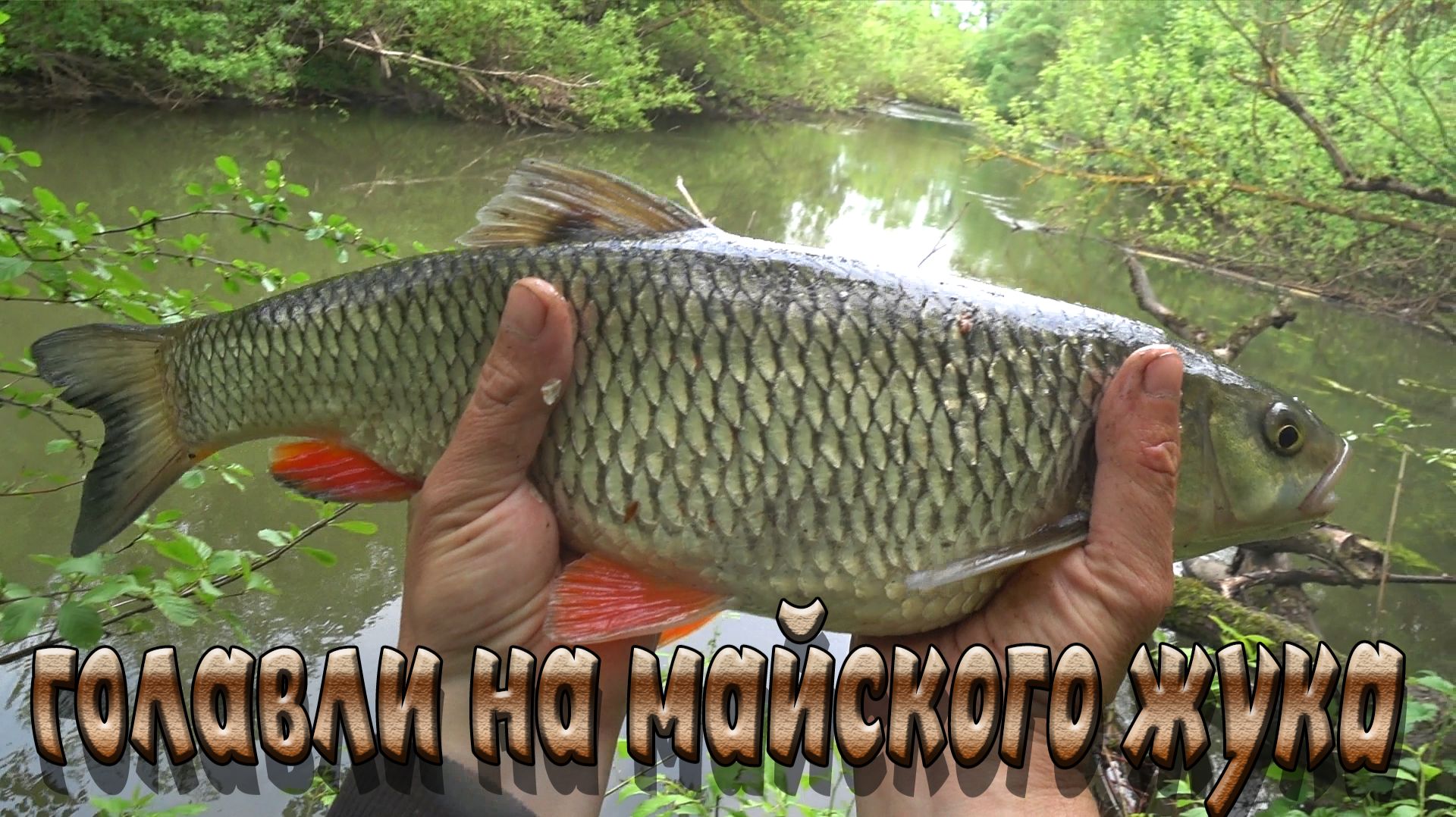Выловил трофейного голавля! Очень активный клёв на майского жука! Рыбалка в ручье!