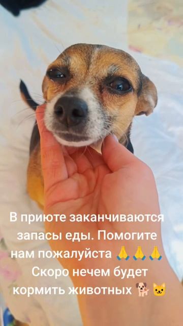 В приюте заканчиваются продукты, скоро кормить животных будет не чем.