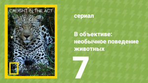 В объективе: необычное поведение животных 7 серия (документальный сериал, 2007)