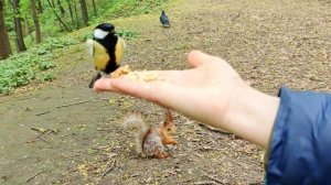 Дружба человека с природой: синица и белка делят лакомство 🐿️ #белки / #squirrel