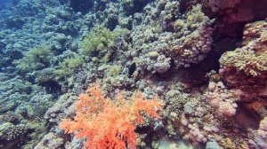 жизнь рифа / reef life in the Red Sea