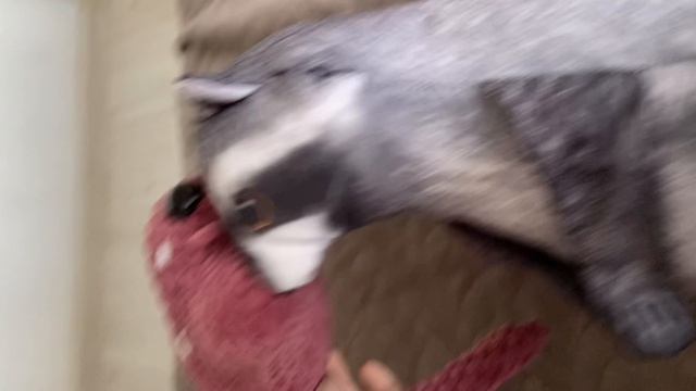 Скат сошел с ума