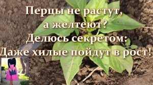 Перец сладкий не растёт и желтеет: причины, что делать, экстренная помощь хилым перцам