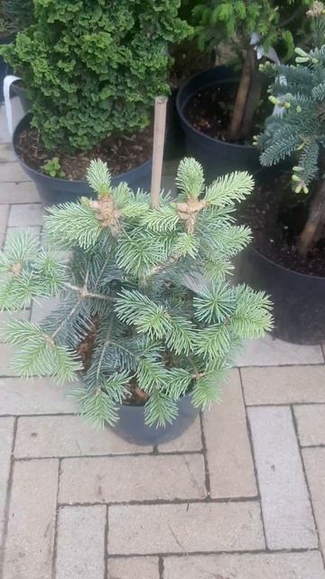 ❤🌲Пихта Шершавоплодная Компакта
✔Продажа растений в макс и телеграм канале: Https://t.me/love_is_hvo