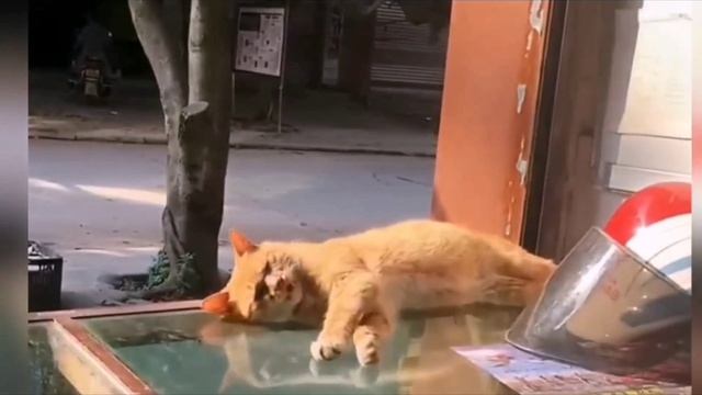 😁 Весёлые моменты с кошками и собаками 😹❤️🐶 (1 часть)