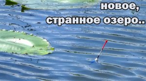 Рыбалка на поплавок 18 мая на новом пруду у кувшинок! И нет карася карлика!
