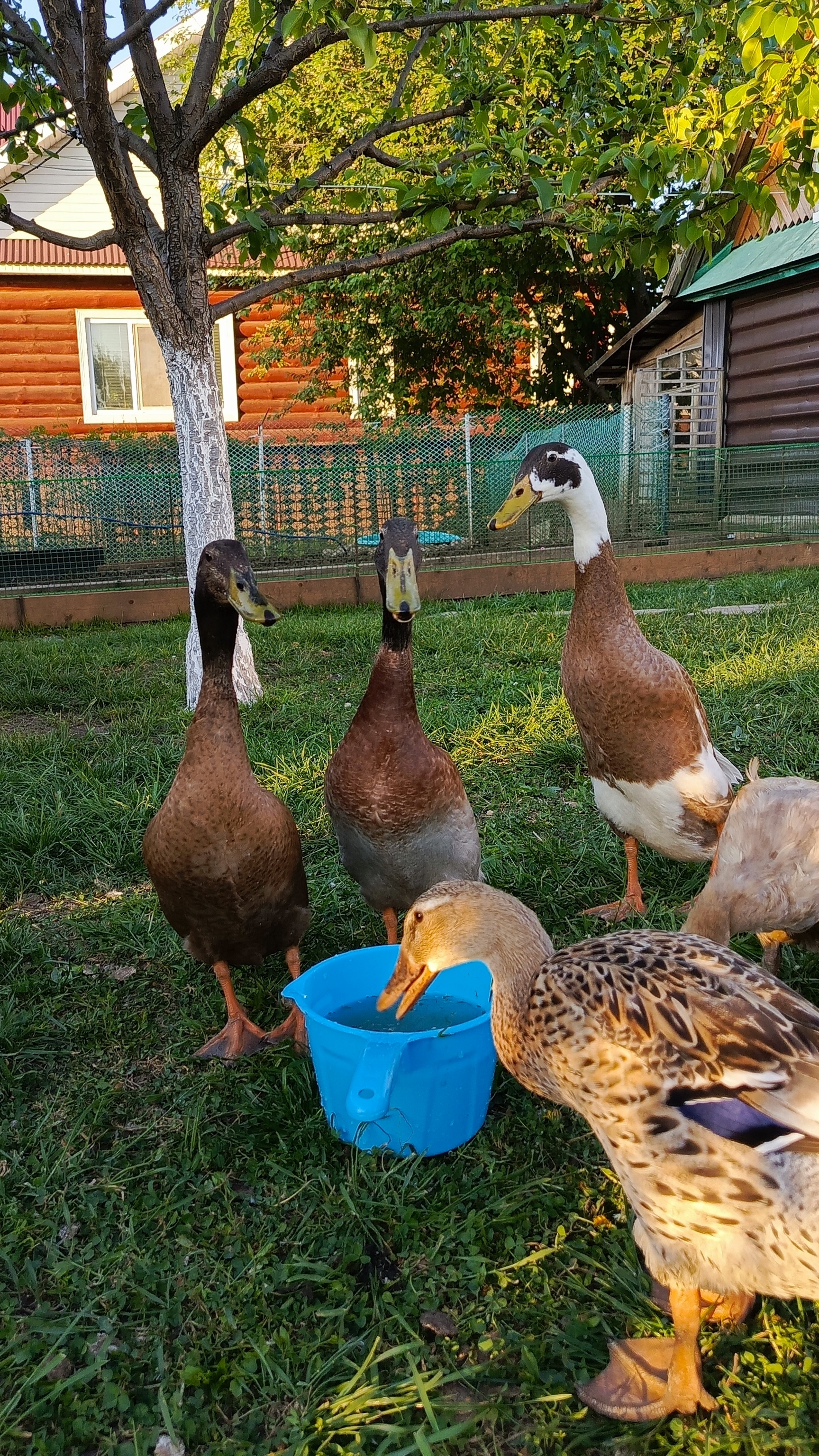 Индийский бегунок на водопое🦆 Вечерние прогулки☀️