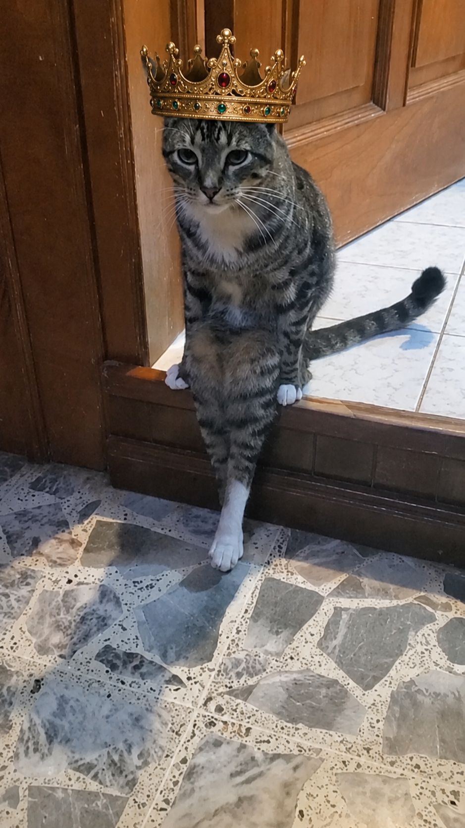 Думаете, котоцарям легко?