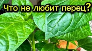 Выращивание перца: что не любят перцы (полив, почва, температура, подкормки, соседи) — 5 ошибок