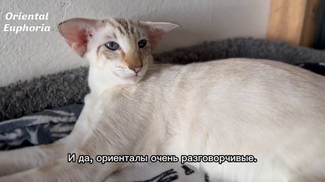 Ориенталы - это не просто кошки!